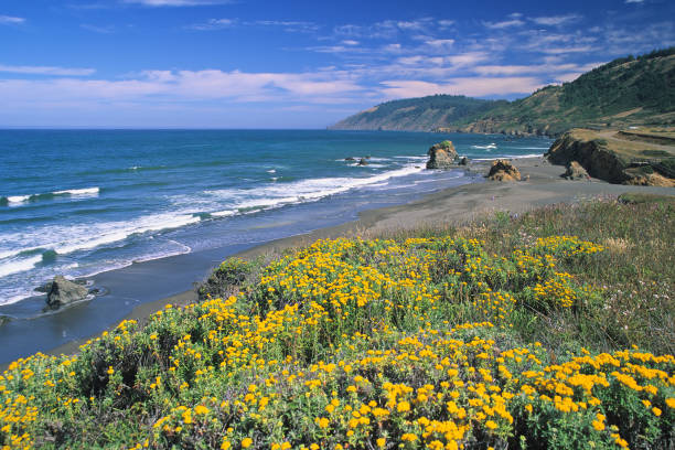 wiosnę krajobraz morski - mendocino county northern california california coastline zdjęcia i obrazy z banku zdjęć