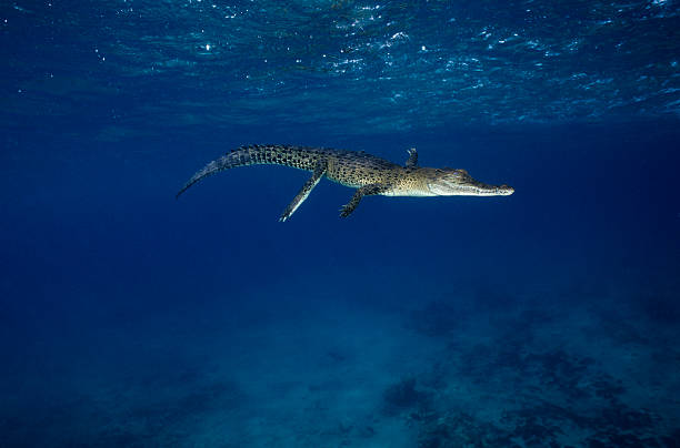 Salt Water Crocodile stock photo