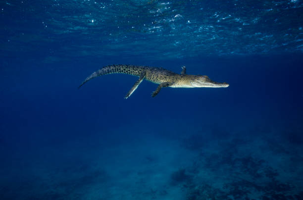 Salt Water Crocodile Crocodile swimming through blue water. new britain island stock pictures, royalty-free photos & images