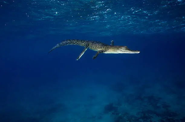 Photo of Salt Water Crocodile