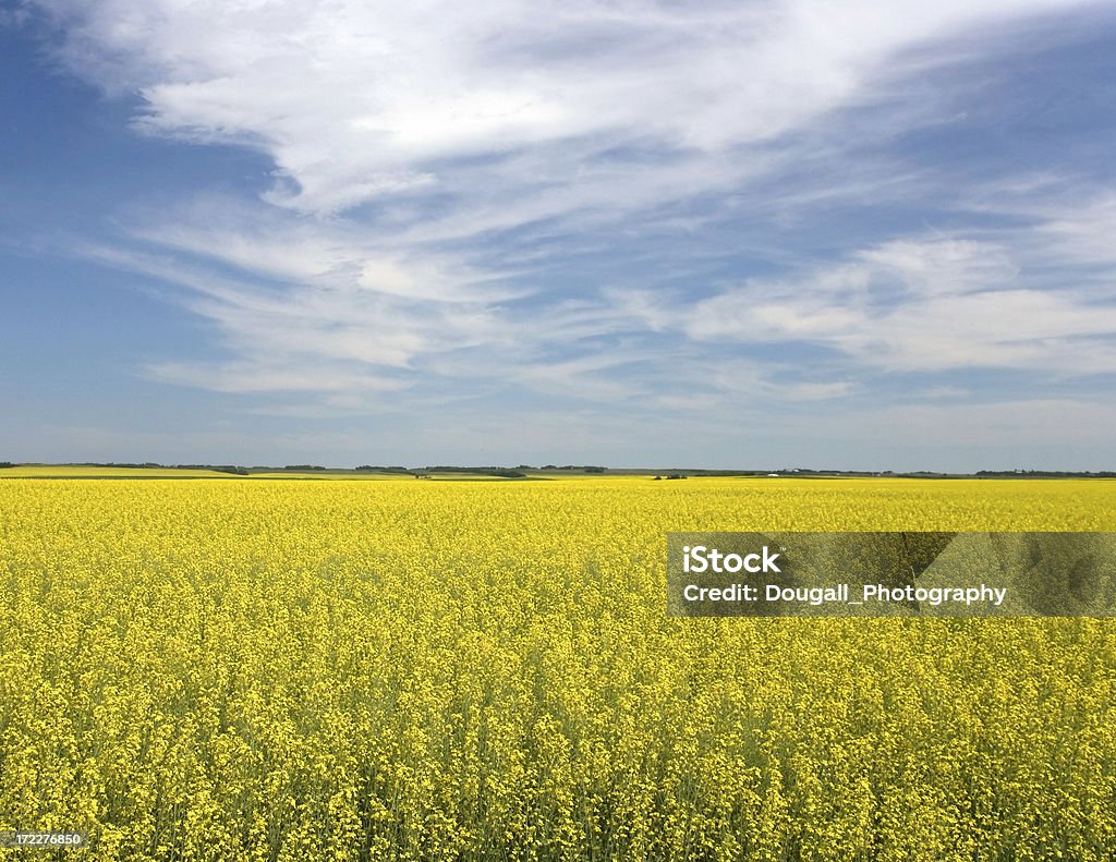 Żółty Canola pole - Zbiór zdjęć royalty-free (Canola)