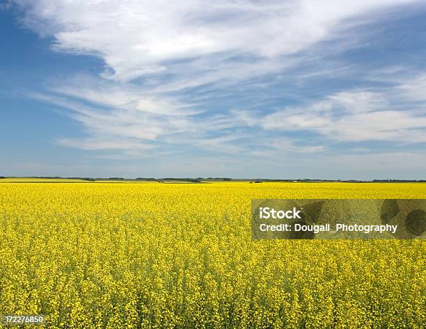 Żółty Canola Pole - zdjęcia stockowe i więcej obrazów Canola - Canola, Pole, Saskatchewan