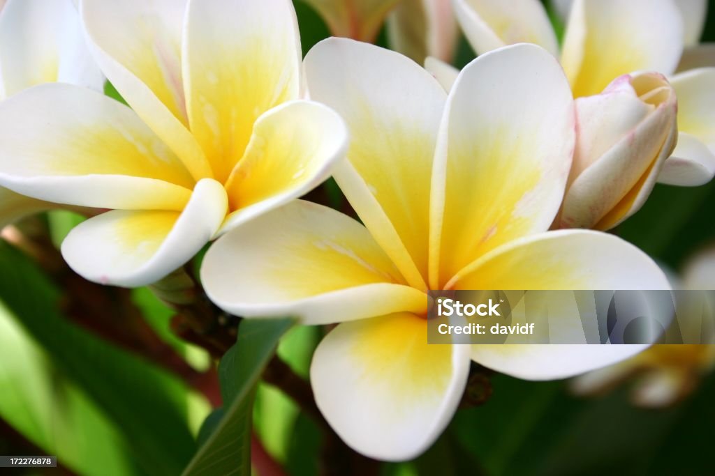 Frangipani - Lizenzfrei Blume Stock-Foto