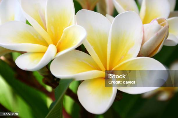 Frangipani Stockfoto und mehr Bilder von Blume - Blume, Frangipani, Big Island - Insel Hawaii