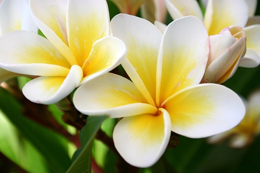 Tropical frangipani flower