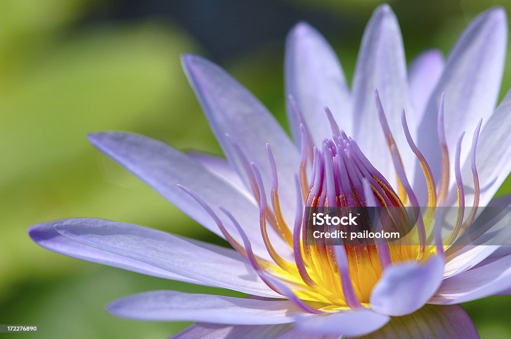보라색 바하이 - 로열티 프리 연꽃과 스톡 사진