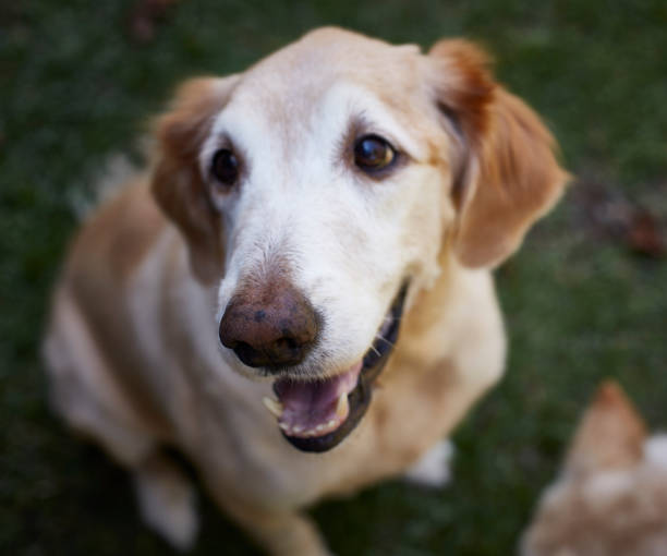 istock Golden Retriever Portrait 1722769452