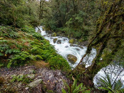 Photograph of a fast flowing river surrounded by lush foliage in Fiordland National Park on the South Island of New Zealand