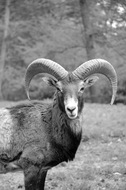 Black and white Close-up of a Bighorn Mouflon on a meadow