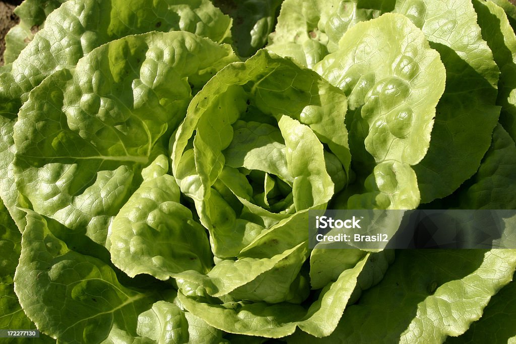 Salade verte - Photo de Macrophotographie libre de droits