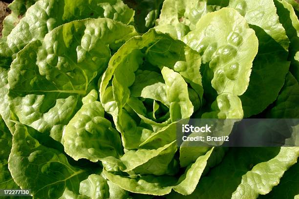 Photo libre de droit de Salade Verte banque d'images et plus d'images libres de droit de Macrophotographie - Macrophotographie, Salade, Aliment