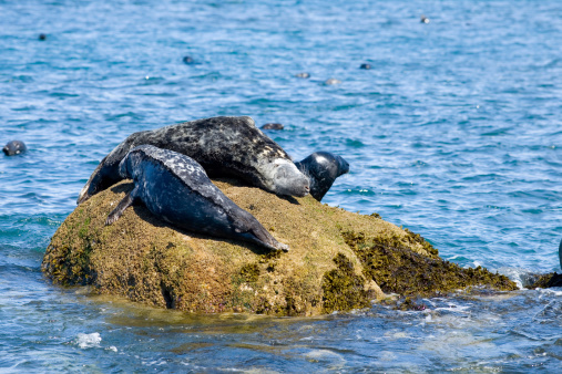 a group of three atlantic grey seals on a barnacle and seaweed encrusted rock with out of focus seal heads bobbing in the sea in the backgroundMore scenes from