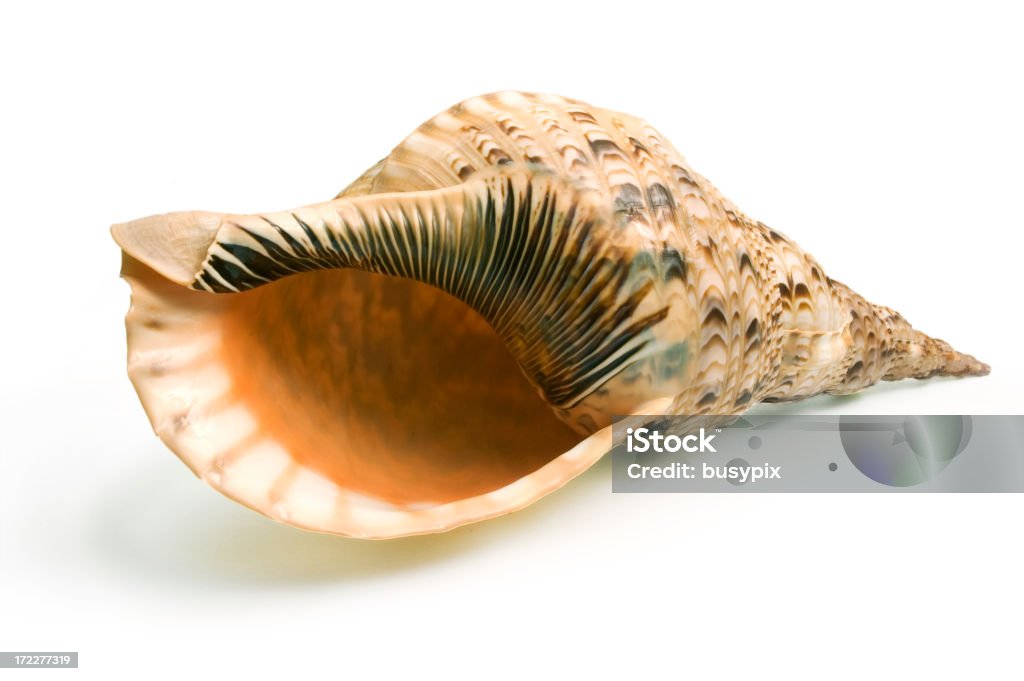 Photo of a Tritons trumpet seashell on white background Very large Triton's Trumpet (Charonia tritonis) shell from the Pacific Ocean.Other images in this series: Animal Stock Photo