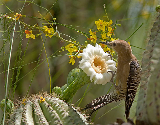 pájaro carpintero gila & cactus bloom - cactus blooming southwest usa flower head fotografías e imágenes de stock