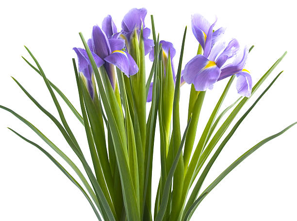iris Blue iris on a white background iris plant stock pictures, royalty-free photos & images