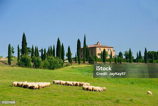 Casa De Quinta Em Toscana - Fotografias de stock e mais imagens de Toscana - Itália - Toscana - Itália, Agricultura, Animal Doméstico