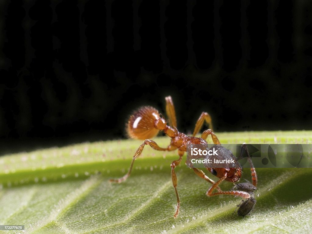 Red Ant starting aphid farm Ant Stock Photo