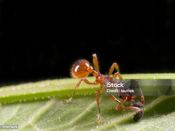 Red Ant Starting Aphid Farm Stock Photo - Download Image Now - Ant, Aphid, Black Fly