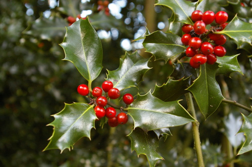 Holly bush with berries ready for Christmas (Ilex Aquifolium)