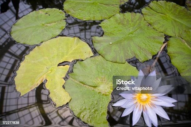 Nenúfar Foto de stock y más banco de imágenes de Agua - Agua, Amarillo - Color, Blanco - Color