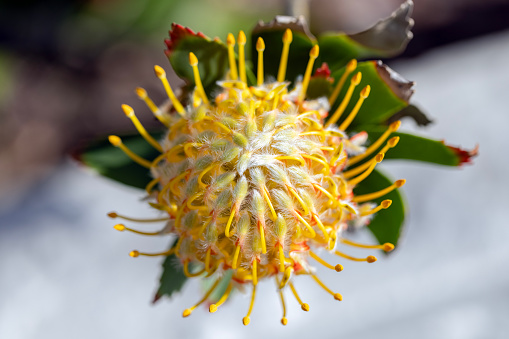 Closeup beautiful yellow King Protea flower, background with copy space, full frame horizontal composition