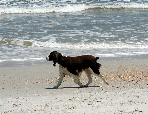         Doggie on the beach.                       