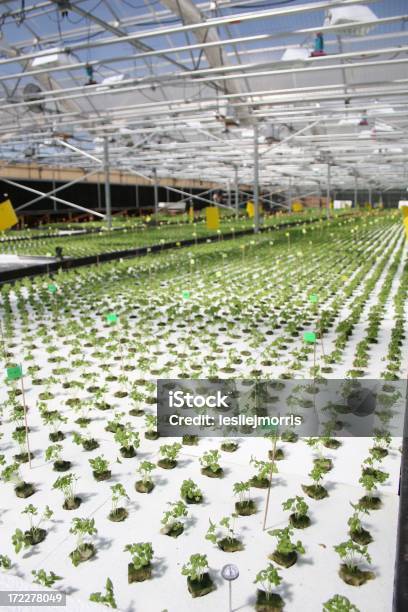 Foto de Hidropônica Manjericão e mais fotos de stock de Agricultura - Agricultura, Alimentação Saudável, Colheita