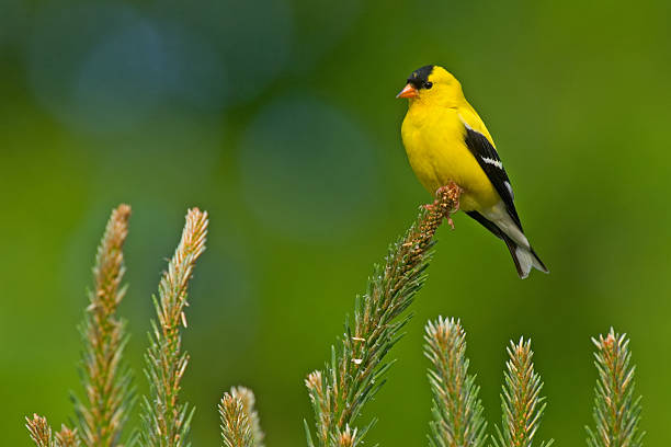 American Goldfinch (Male) A male American Goldfinch perches on a branch of a Pine tree on a spring day in Virginia. gold finch photos stock pictures, royalty-free photos & images