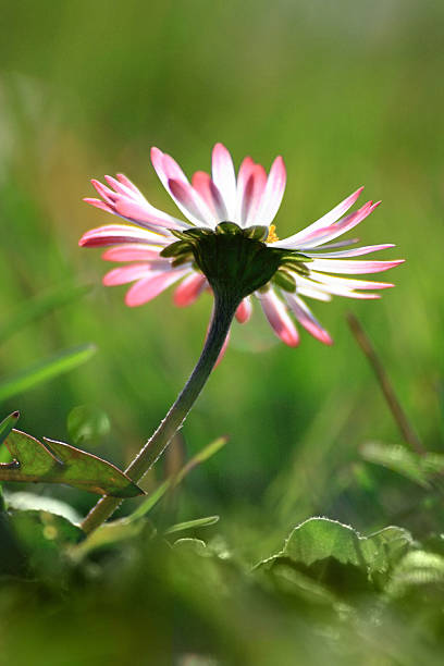 "daisy regardant vers le soleil" - back lite photos et images de collection