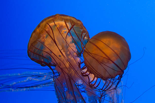 ortica del mare - scyphozoan foto e immagini stock