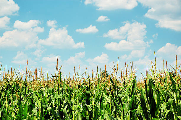 istock Indiana Corn Farm and Cornfield with Blue Sky Clouds 172278268