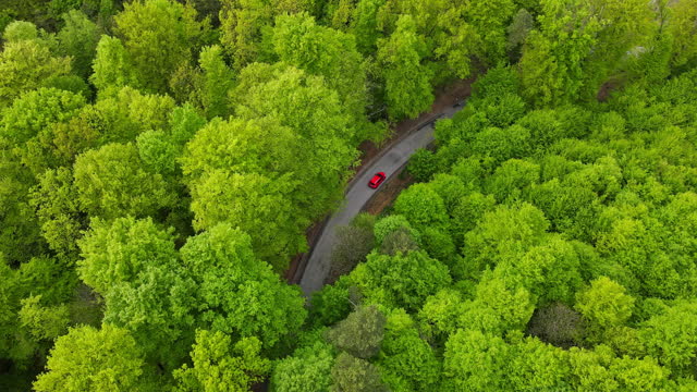 AERIAL Directly Above shot of Red Car Driving through Beautiful Green Forest