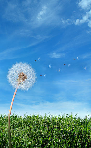Flying Dandelion Seeds in the Wind SEE MY OTHER SIMILAR PHOTOS: leath stock pictures, royalty-free photos & images