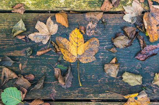 colorful leaves on wooden planks