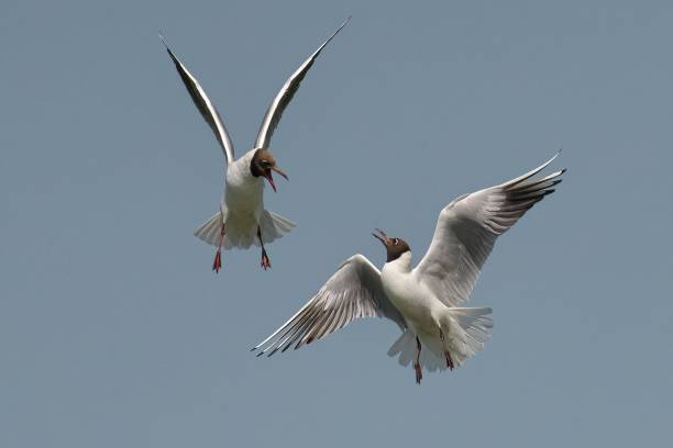 istock Closeup of  Black-Headed Gulls in flight under the blue sky 1722784527