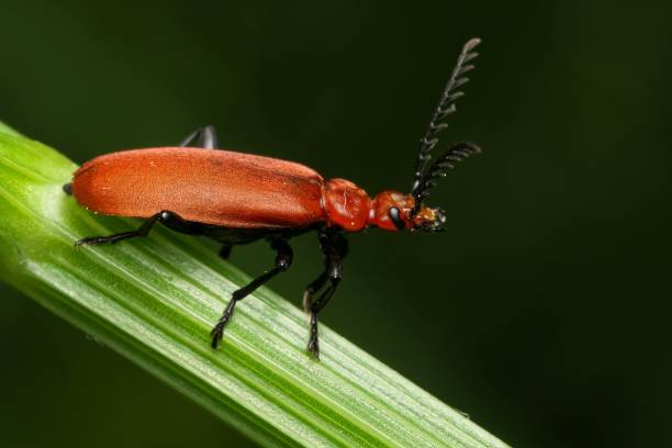 istock Closeup of a Cardinal Beetle perched on a green leaf with a blurry background 1722784528