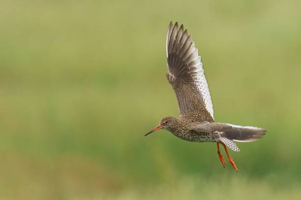 istock Closeup of a Common Redshank in flight with a blurry background 1722784646