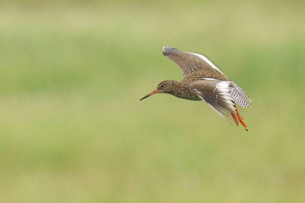 istock Closeup of a Common Redshank in flight with a blurry background 1722784662