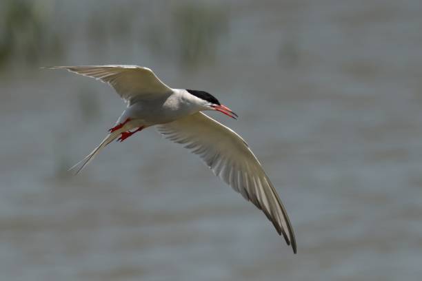 istock Closeup of a Common Tern in flight with a blurry background 1722784777