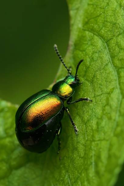 istock Closeup of a Green Dock Beetle perched on the green leaf with a blurry background 1722784810