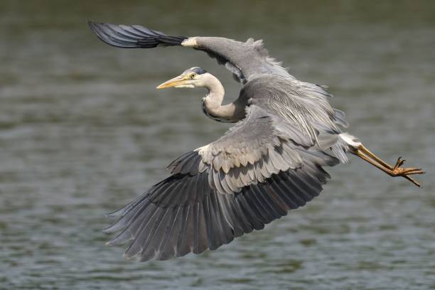 istock Closeup of a Grey Heron soaring with a blurry background 1722784846