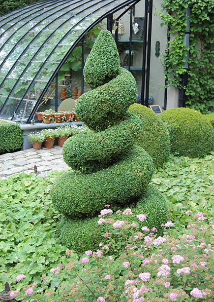 buxus spirali. - bush formal garden boxwood flower bed zdjęcia i obrazy z banku zdjęć