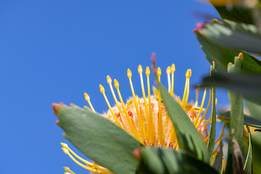 Closeup beautiful yellow King Protea flower, background with copy space, full frame horizontal composition