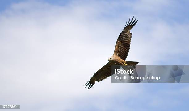 Sparviero - Fotografie stock e altre immagini di Falco - Falco, Animale, Animale selvatico
