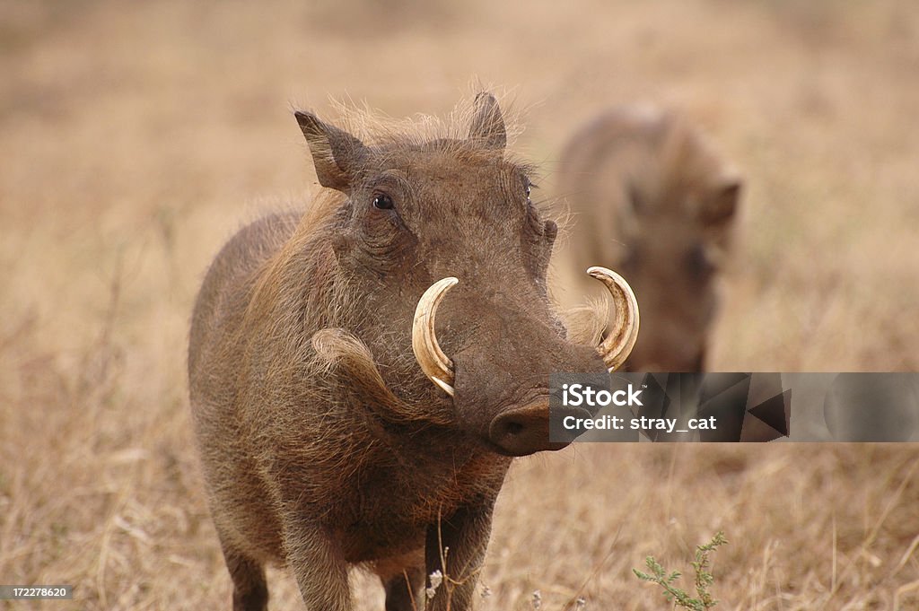 Warzenschweine II - Lizenzfrei Afrika Stock-Foto