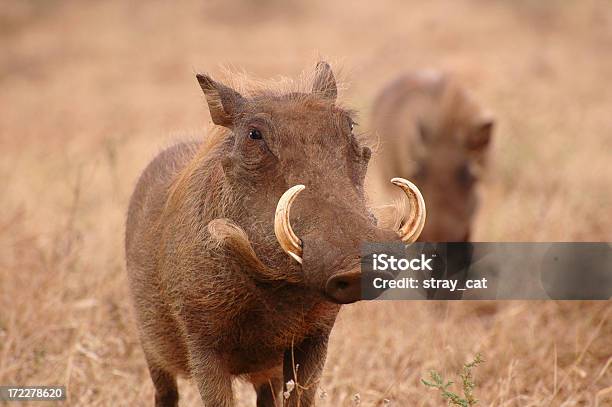 Warzenschweine Ii Stockfoto und mehr Bilder von Afrika - Afrika, Warzenschwein, Ausgedörrt