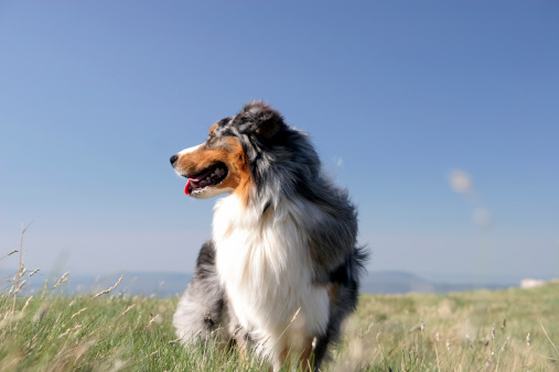 Australian shepherd looking back  from where we come from