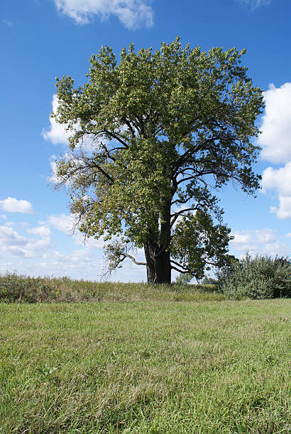 istock lone cottonwood tree vertical 9-10-l 172278672