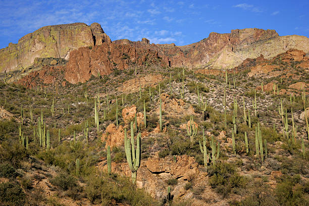 istock saguaro cactus on arizona hillside 172278709