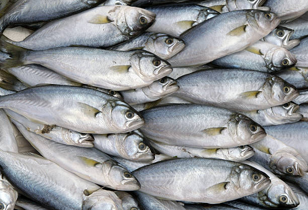 istock Tile of fishes - 2 172278823